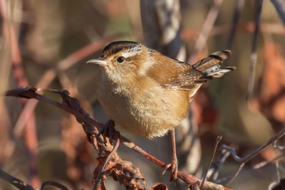 Marsh Wren