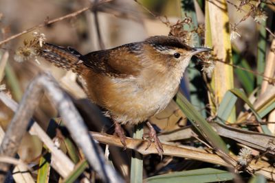 Marsh Wren