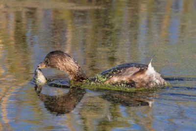 Pied-billed Grebe