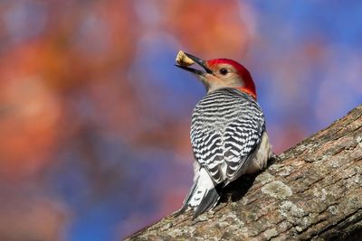 Red-bellied Woodpecker