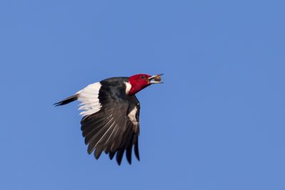 Red-headed Woodpecker