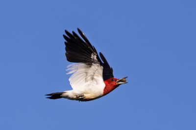 Red-headed Woodpecker
