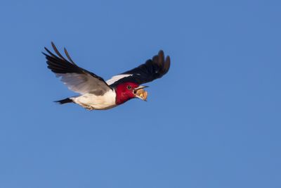 Red-headed Woodpecker
