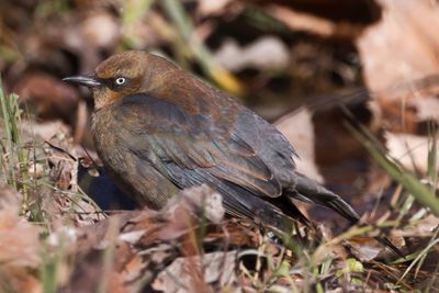 Rusty Blackbird