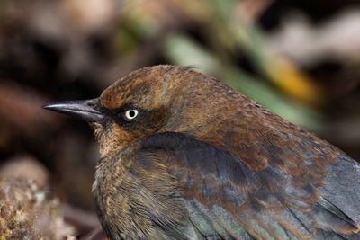 Rusty Blackbird
