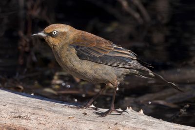 Rusty Blackbird