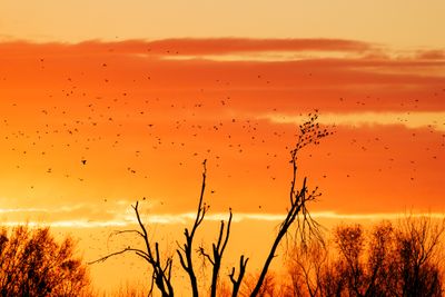 Blackbirds at Sunrise - Sequoyah NWR