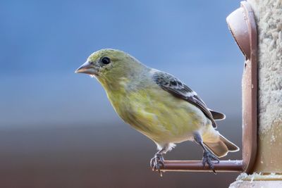 Lesser Goldfinch