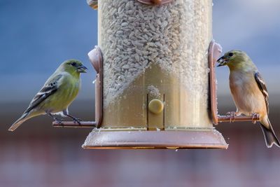 Lesser Goldfinch