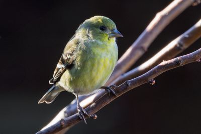 Lesser Goldfinch