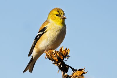 American Goldfinch