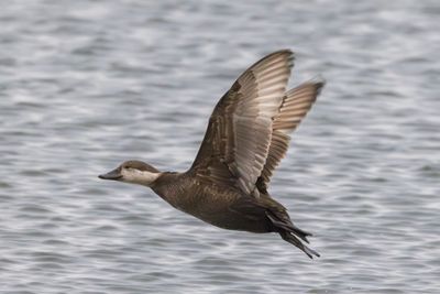 Black Scoter