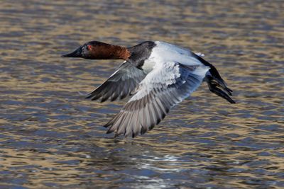 Canvasback