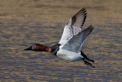 Canvasback