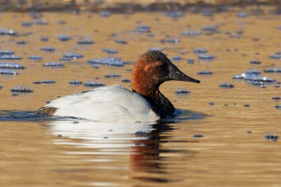 Canvasback