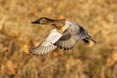 Canvasback