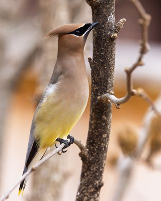 Cedar Waxwing