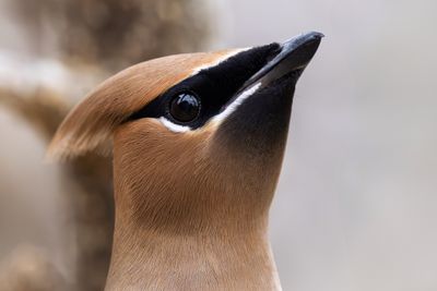 Cedar Waxwing