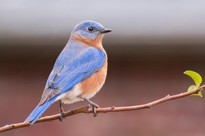 Eastern Bluebird