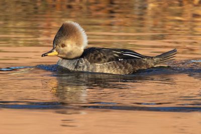 Hooded Merganser