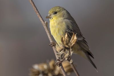 Lesser Goldfinch