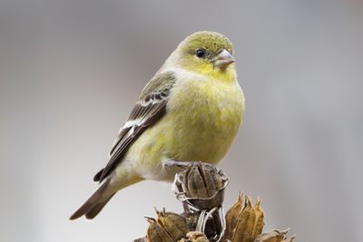 Lesser Goldfinch