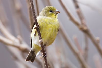 Lesser Goldfinch