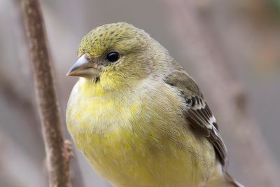 Lesser Goldfinch