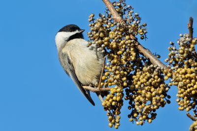 Carolina Chickadee