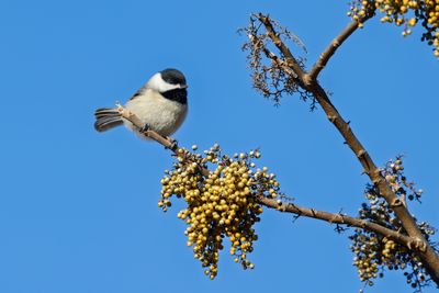 Carolina Chickadee
