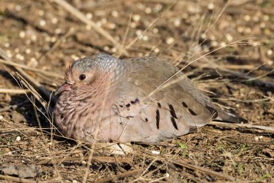 Common Ground-Dove