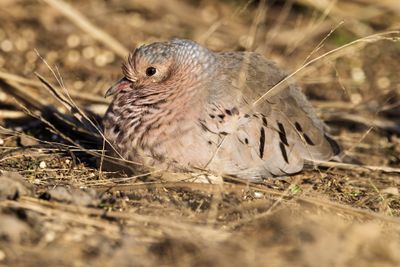 Common Ground-Dove