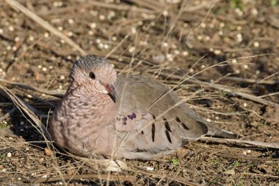 Common Ground-Dove