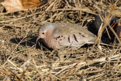 Common Ground-Dove