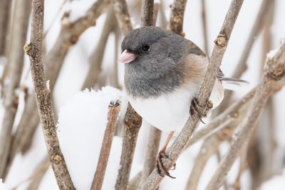Dark-eyed Junco