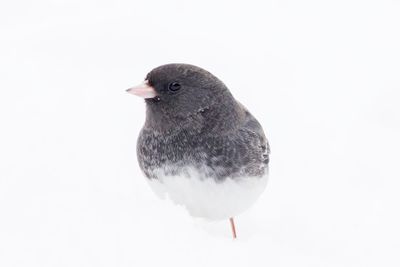 Dark-eyed Junco