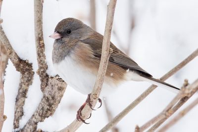 Dark-eyed Junco