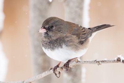 Dark-eyed Junco