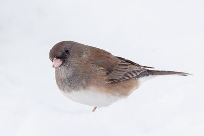 Dark-eyed Junco