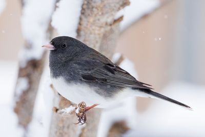 Dark-eyed Junco