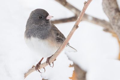 Dark-eyed Junco