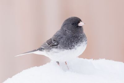Dark-eyed Junco