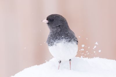Dark-eyed Junco