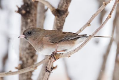 Dark-eyed Junco
