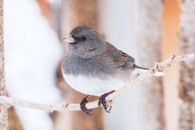 Dark-eyed Junco