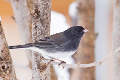 Dark-eyed Junco