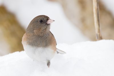 Dark-eyed Junco