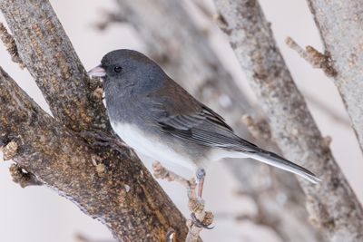Dark-eyed Junco