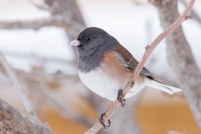 Dark-eyed Junco