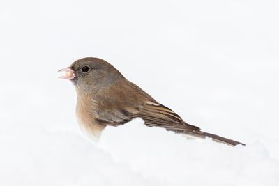 Dark-eyed Junco